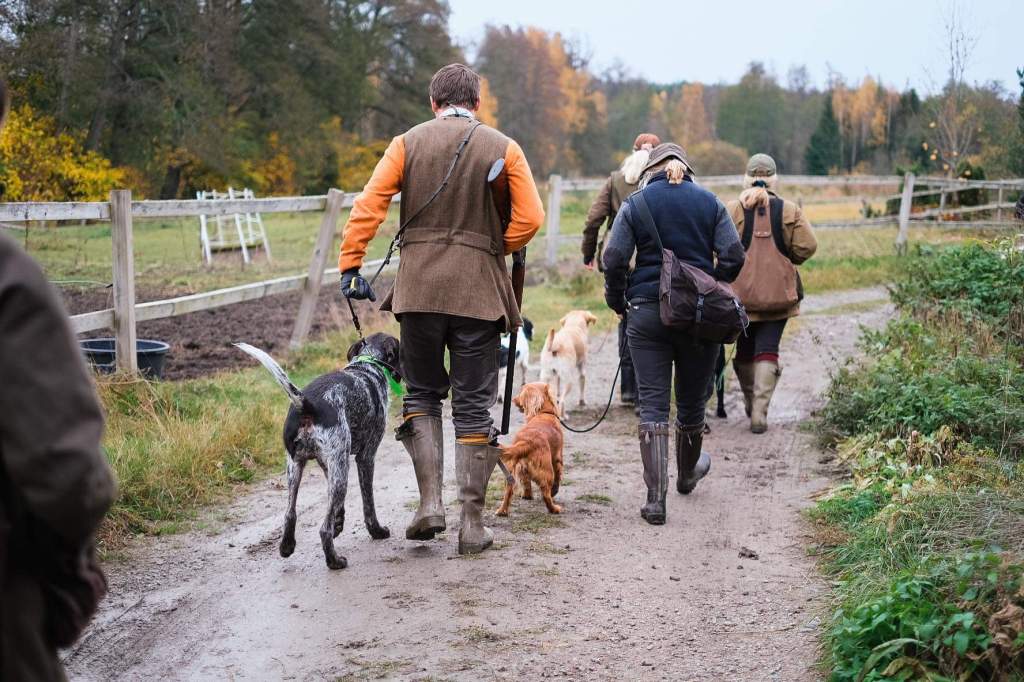 Träning för stående&nbsp;fågelhundar